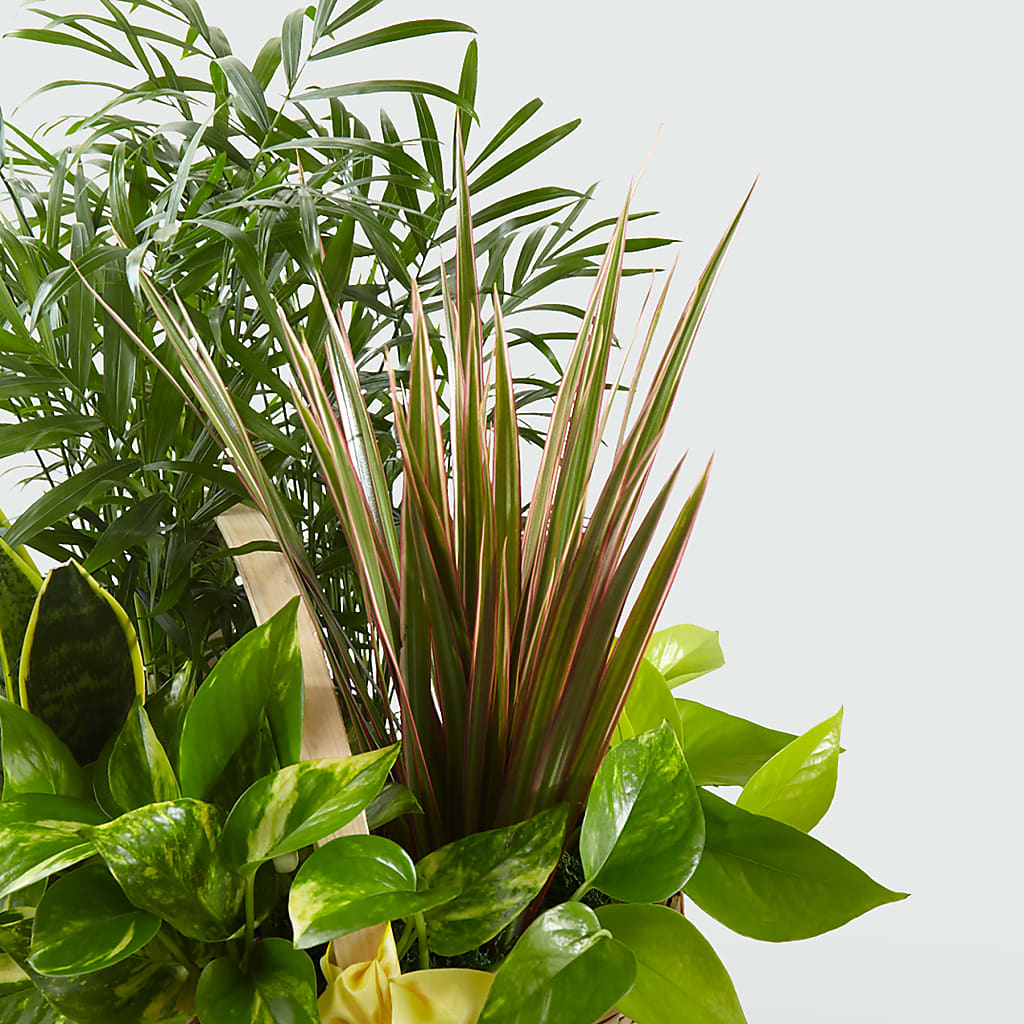 French Garden – Gladrich Florist Shoppe, Punta Gorda FL