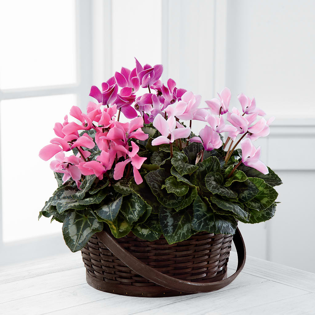 Mixed Cyclamen Planter – Gladrich Florist Shoppe, Punta Gorda FL