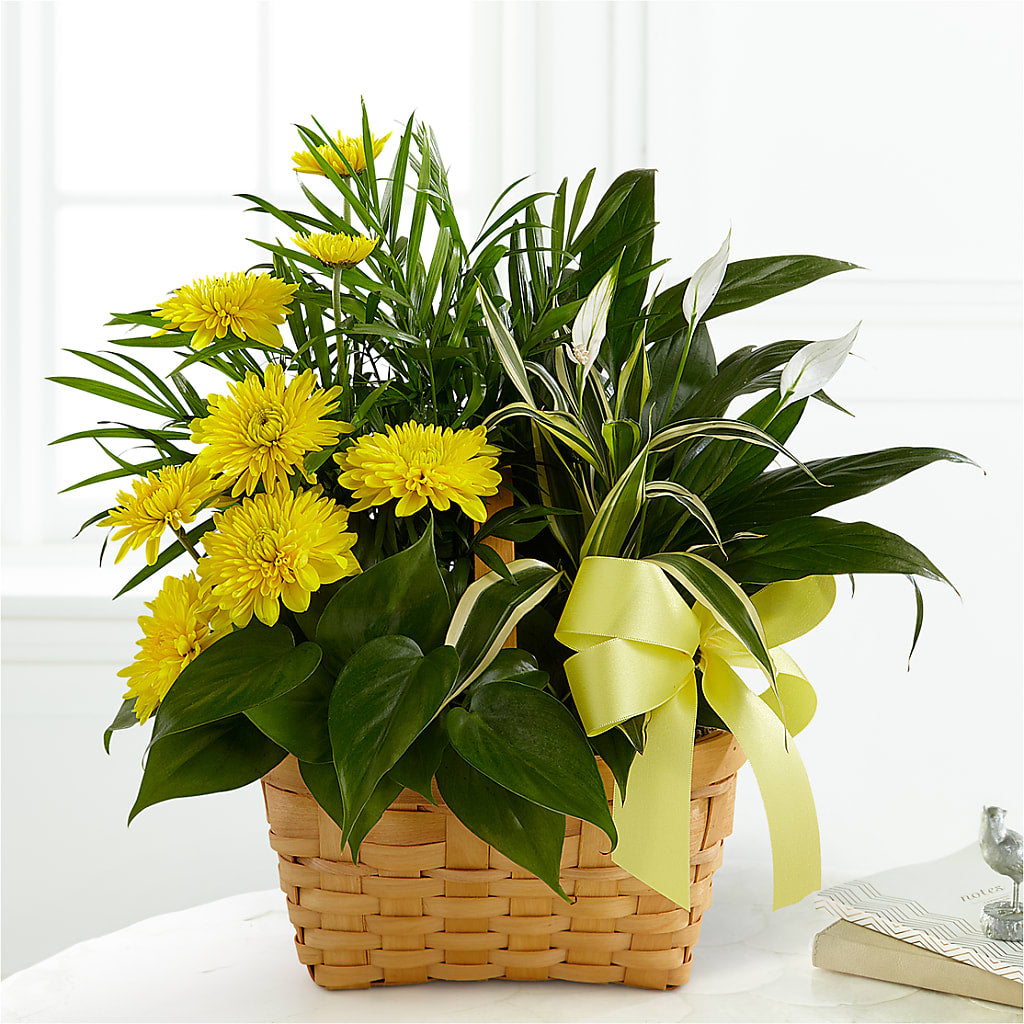 Loving Light Dishgarden – Gladrich Florist Shoppe, Punta Gorda FL