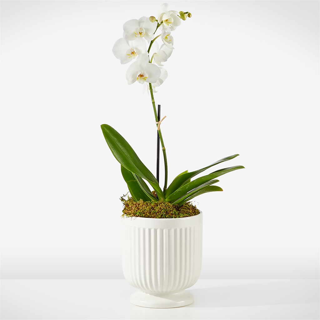 Whispering White Orchid – Gladrich Florist Shoppe, Punta Gorda FL