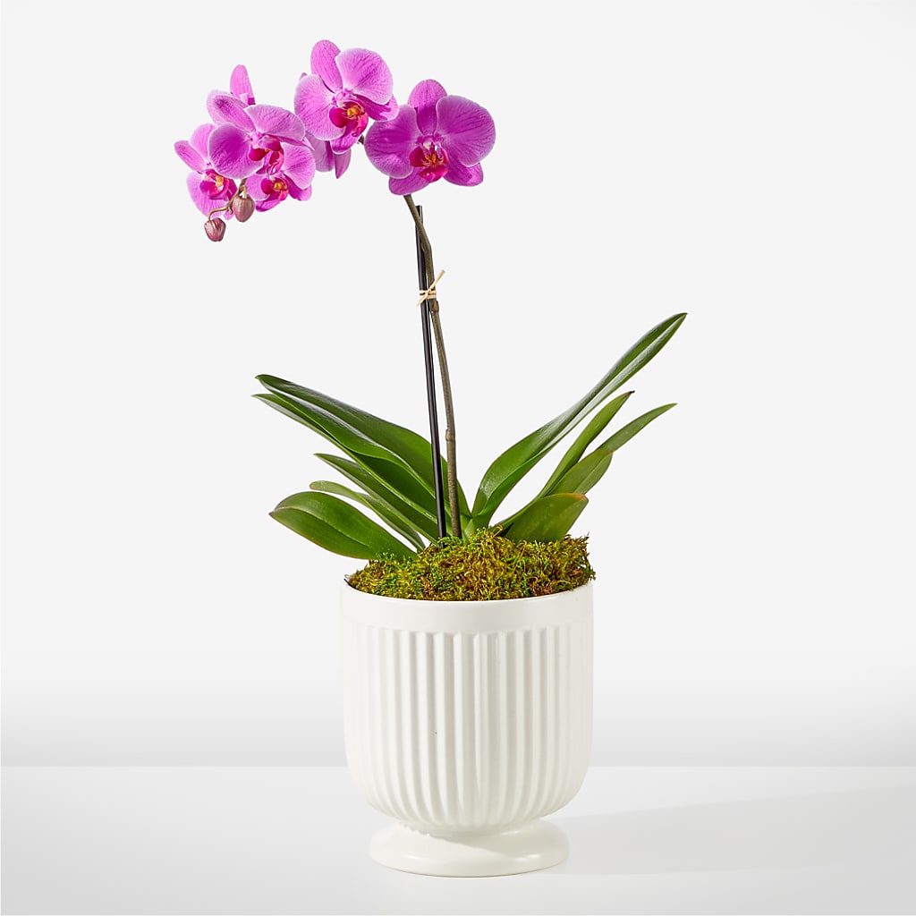 Friendly Fuchsia Orchid – Gladrich Florist Shoppe, Punta Gorda FL