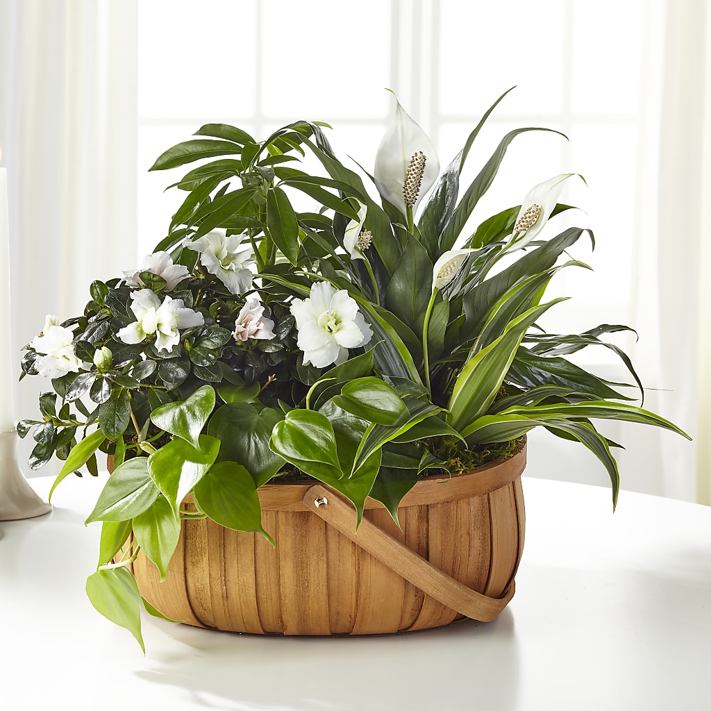 Serene Dishgarden – Gladrich Florist Shoppe, Punta Gorda FL