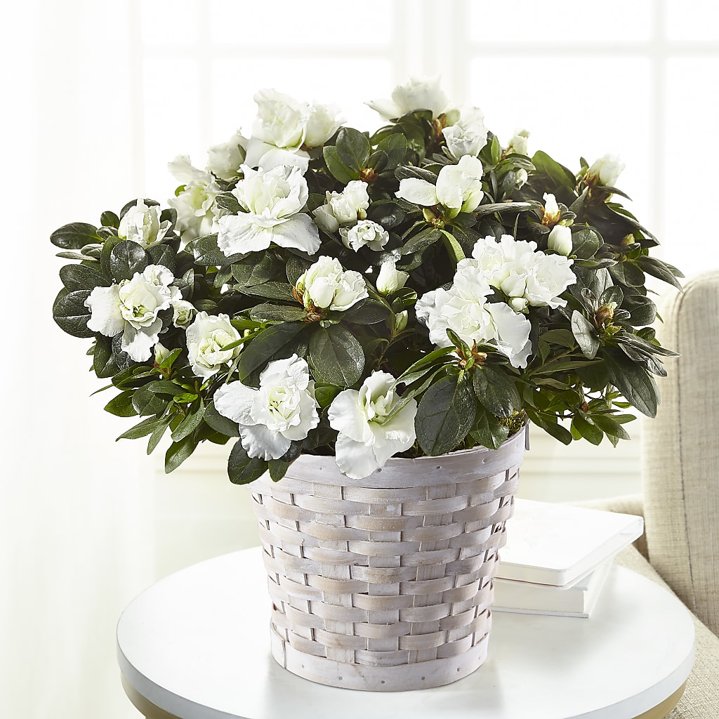 White Azalea Plant – Gladrich Florist Shoppe, Punta Gorda FL