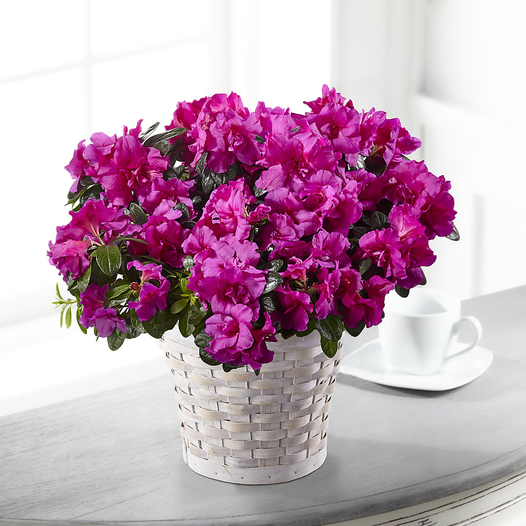 Hope & Serenity Azalea Plant – Gladrich Florist Shoppe, Punta Gorda FL