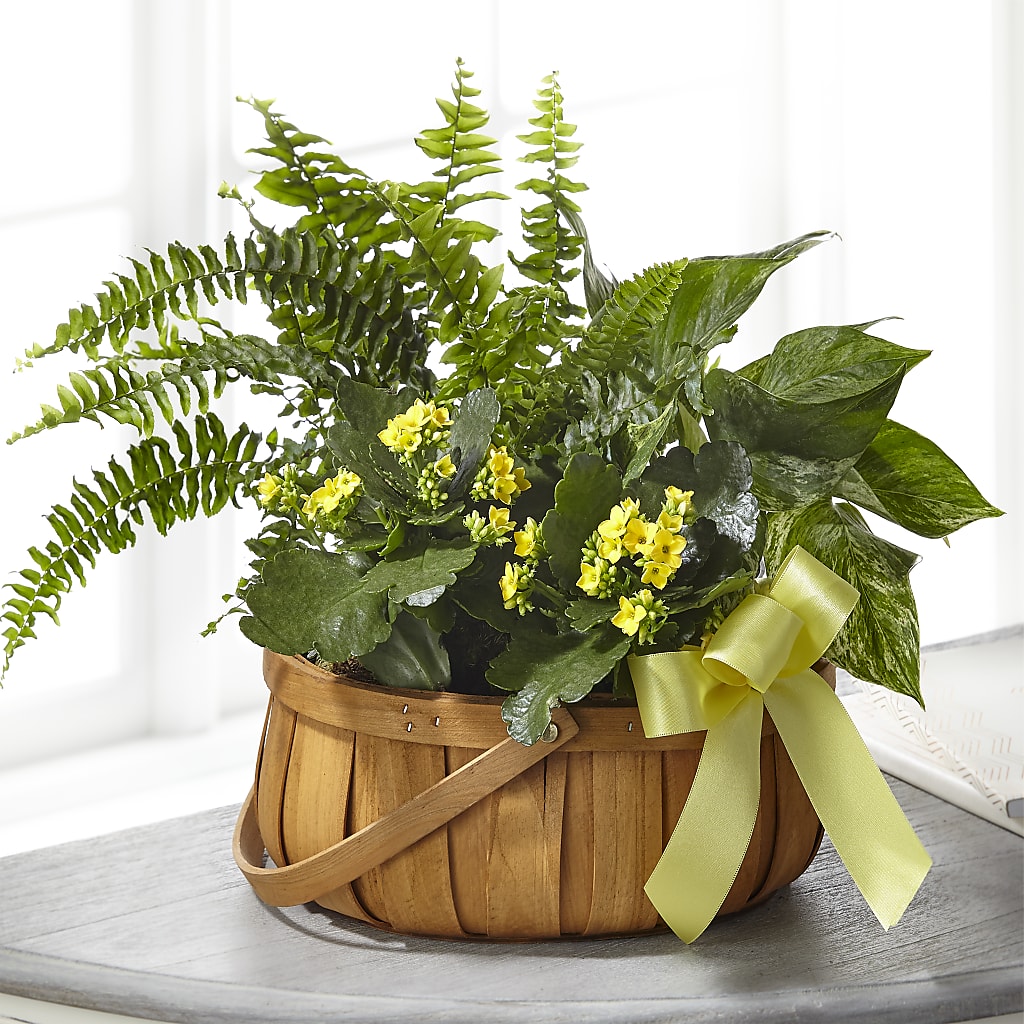 Always Dear Dishgarden – Gladrich Florist Shoppe, Punta Gorda FL
