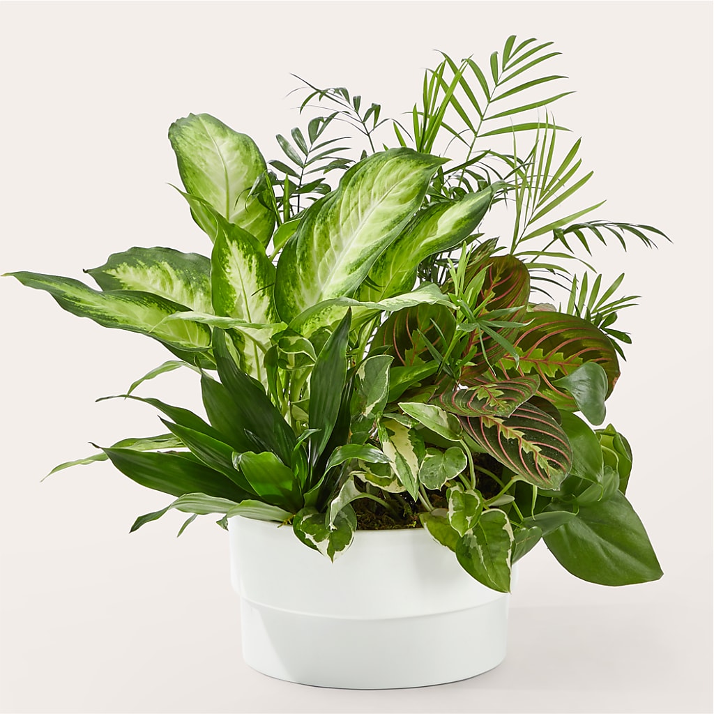 Radiating Positivity Dishgarden – Gladrich Florist Shoppe, Punta Gorda FL