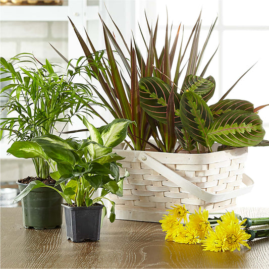 Florist Designed Blooming and Green Plants in a Basket –  Gladrich Florist Shoppe, Punta Gorda FL