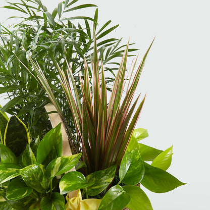French Garden –  Gladrich Florist Shoppe, Punta Gorda FL