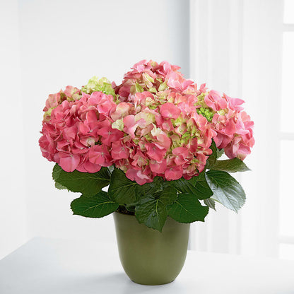 Pink Hydrangea Planter –  Gladrich Florist Shoppe, Punta Gorda FL