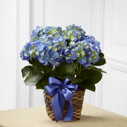 Blue Hydrangea Planter –  Gladrich Florist Shoppe, Punta Gorda FL