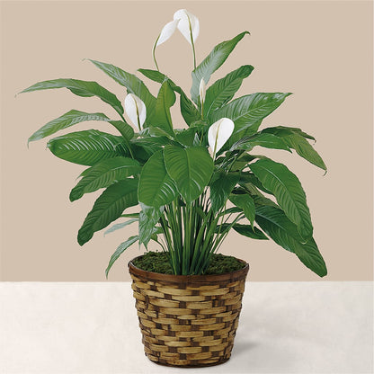Tranquil Moments Peace Lily Plant –  Gladrich Florist Shoppe, Punta Gorda FL