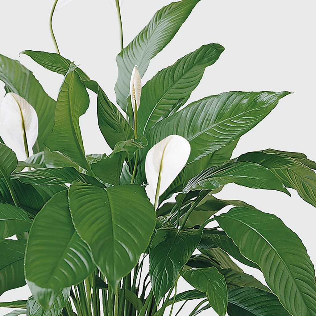 Tranquil Moments Peace Lily Plant –  Gladrich Florist Shoppe, Punta Gorda FL