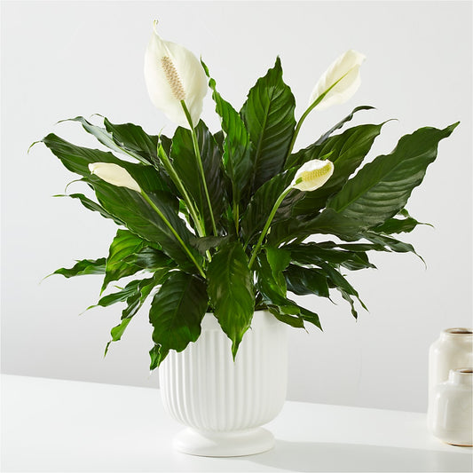 Comfort Planter –  Gladrich Florist Shoppe, Punta Gorda FL