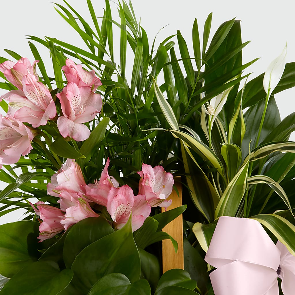 Living Spirit Dishgarden –  Gladrich Florist Shoppe, Punta Gorda FL