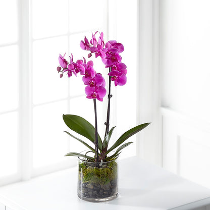 Pink Orchid Plant –  Gladrich Florist Shoppe, Punta Gorda FL
