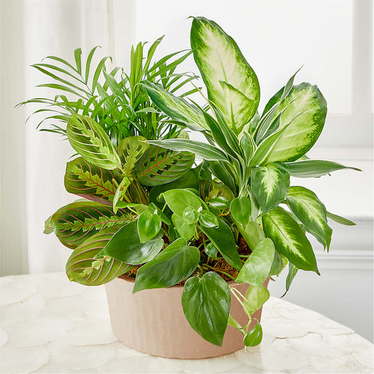 Balance & Harmony Dishgarden –  Gladrich Florist Shoppe, Punta Gorda FL