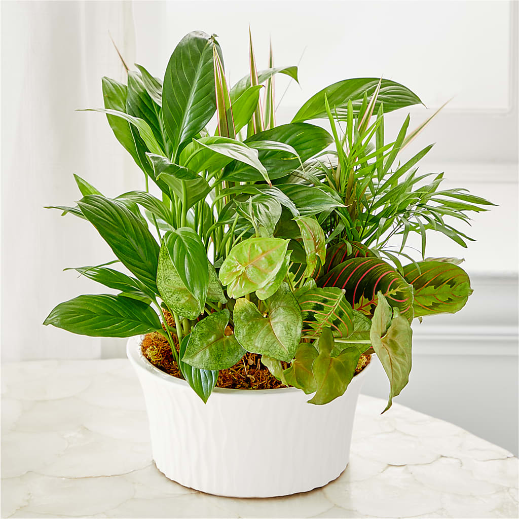 Balance & Harmony Dishgarden –  Gladrich Florist Shoppe, Punta Gorda FL