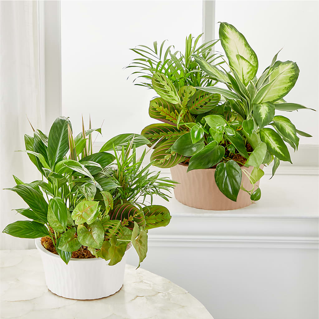 Balance & Harmony Dishgarden –  Gladrich Florist Shoppe, Punta Gorda FL